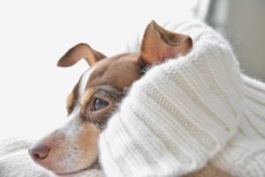 Keeping your pets safe in the cold